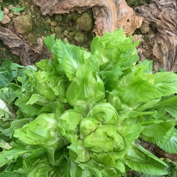 璧山高山儿菜
