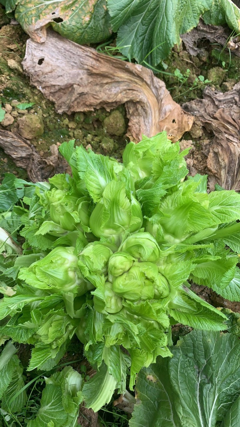 璧山高山儿菜