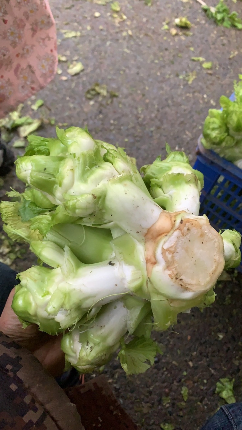 璧山高山儿菜