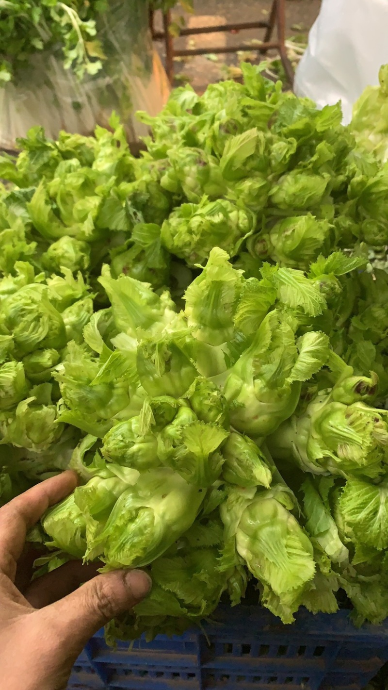 璧山高山儿菜