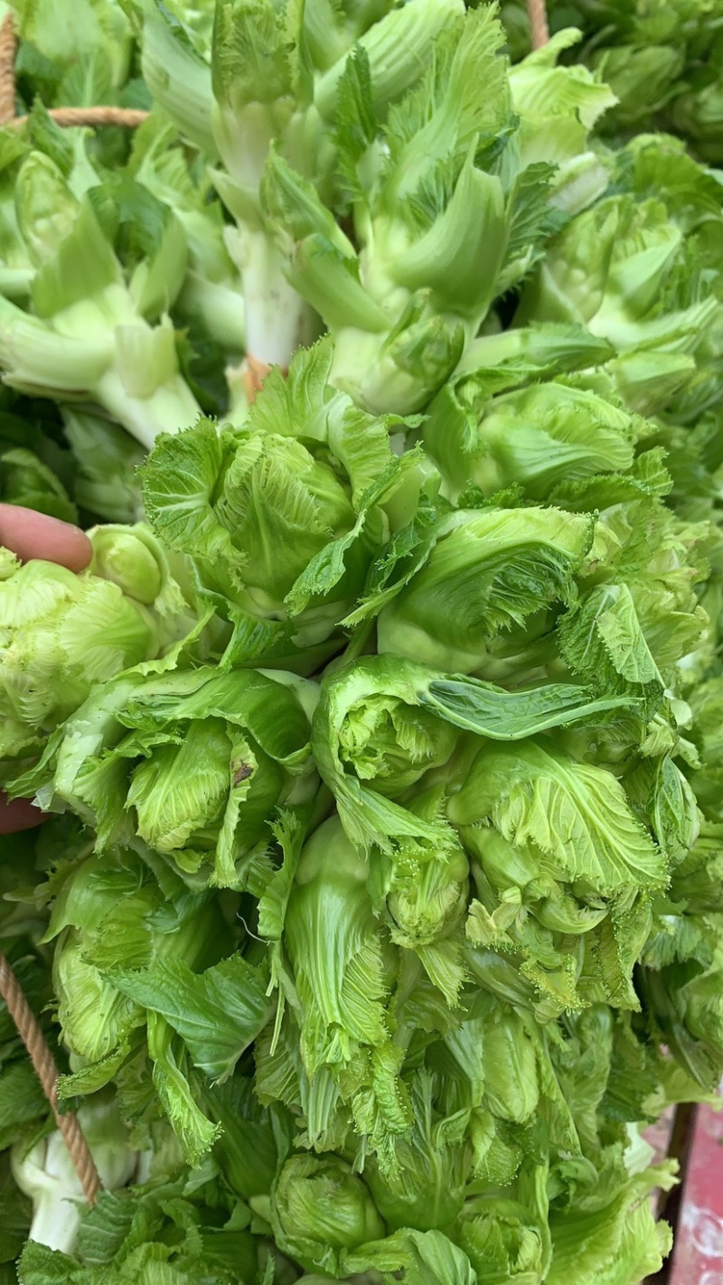璧山高山儿菜