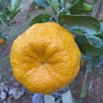 柑橘椪柑