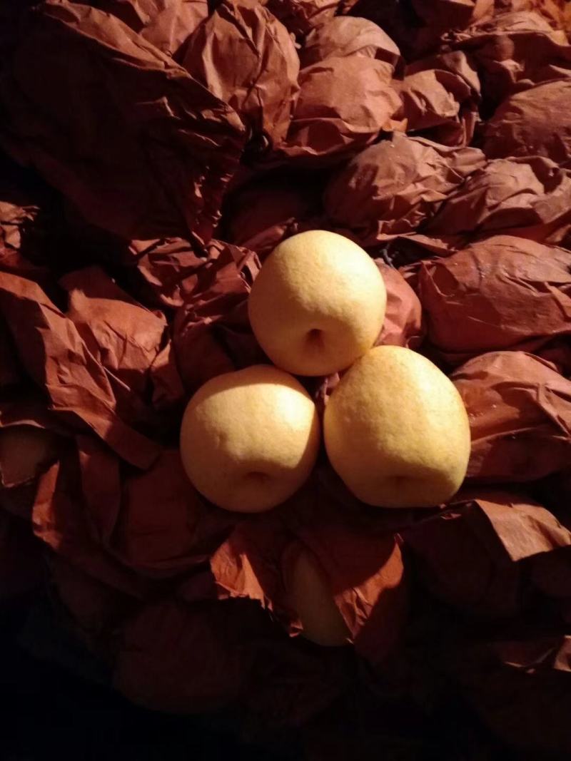 优质小酥梨，贡梨，产地直发，一手货源，价格便宜，可视频看货