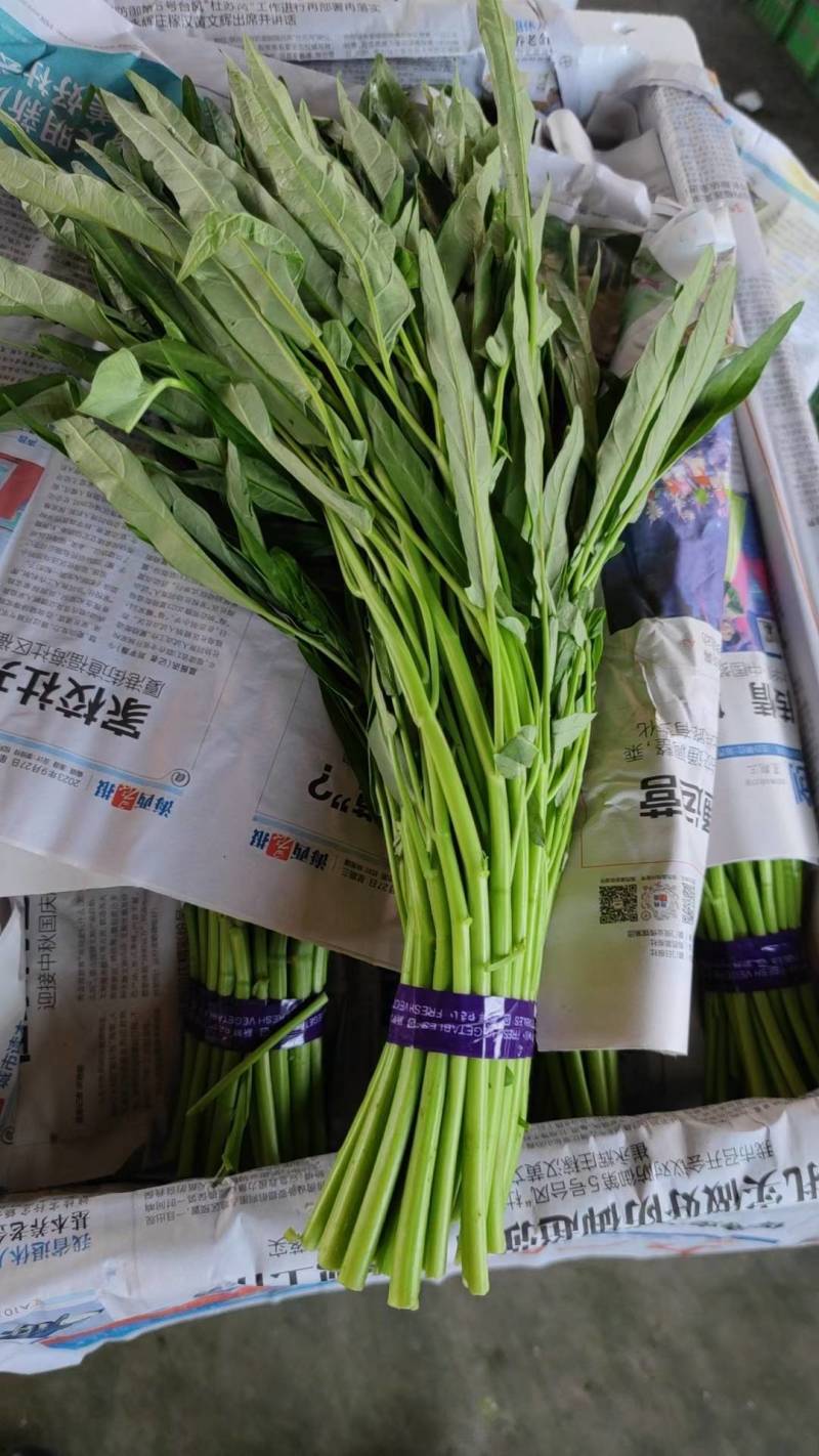 空心菜。基地种植。各种规格打包。期待跟老板合作。