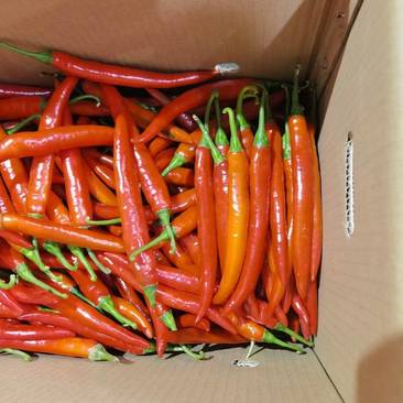 红辣椒，基地种植。各种规格打包。期待跟老板合作。
