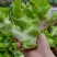 儿菜新鲜蔬菜娃娃菜嫩儿仔抱儿菜四川时令芥菜