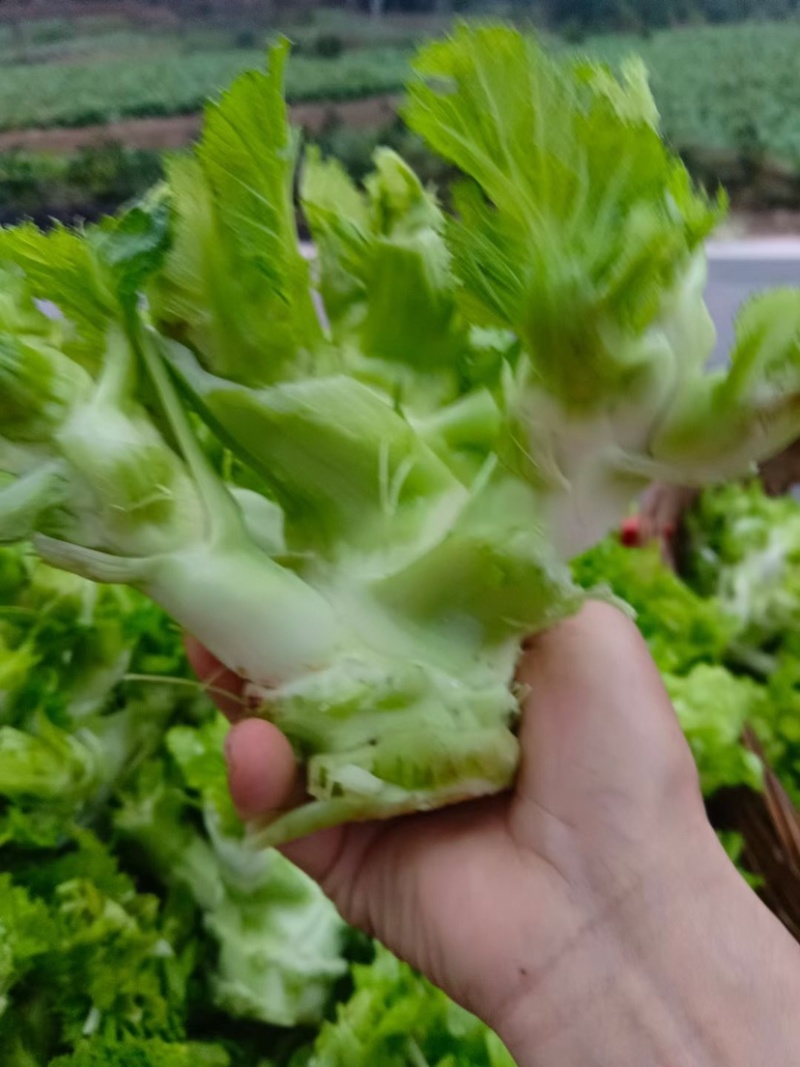 儿菜新鲜蔬菜娃娃菜嫩儿仔抱儿菜四川时令芥菜