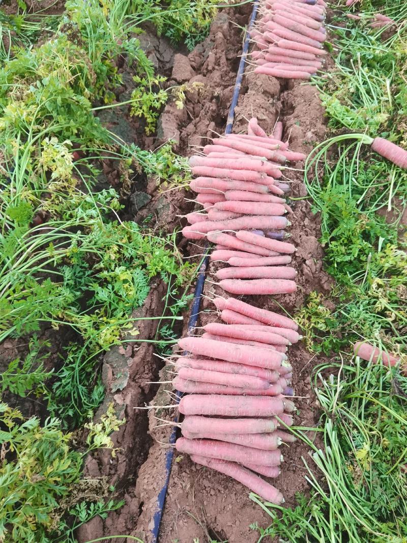 大荔秤杆红萝卜、带土/水洗秤杆红萝卜，袋装批发对接整车走货