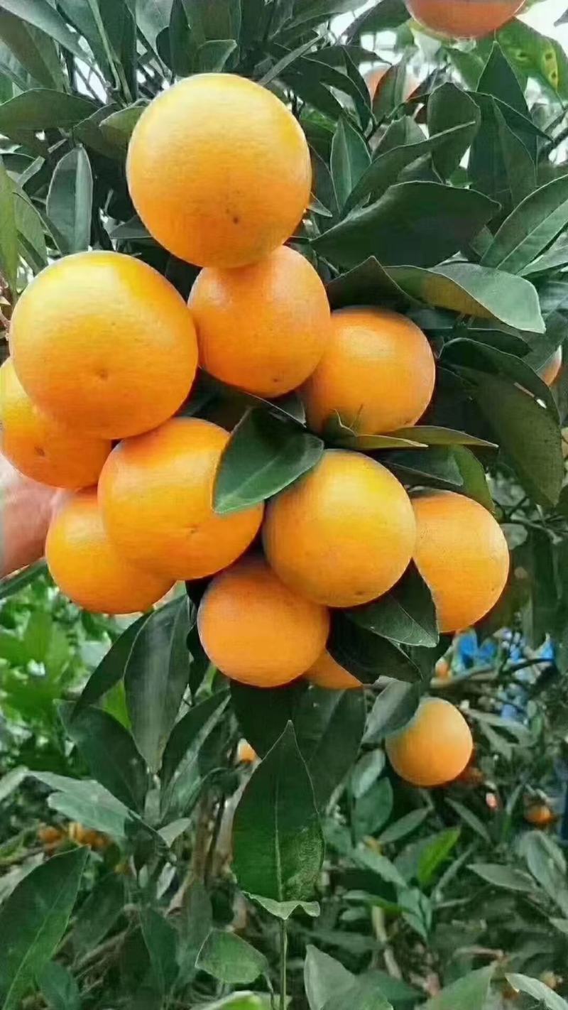麻阳冰糖橙上市中