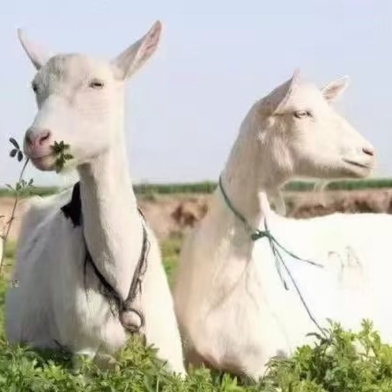 鲜羊奶