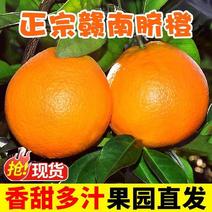 正宗江西赣南寻乌脐橙新甜橙水果鲜橙应当季现摘脐橙产地直发