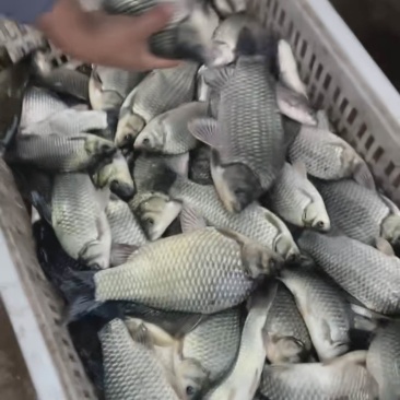 微山湖蟹塘鲫鱼