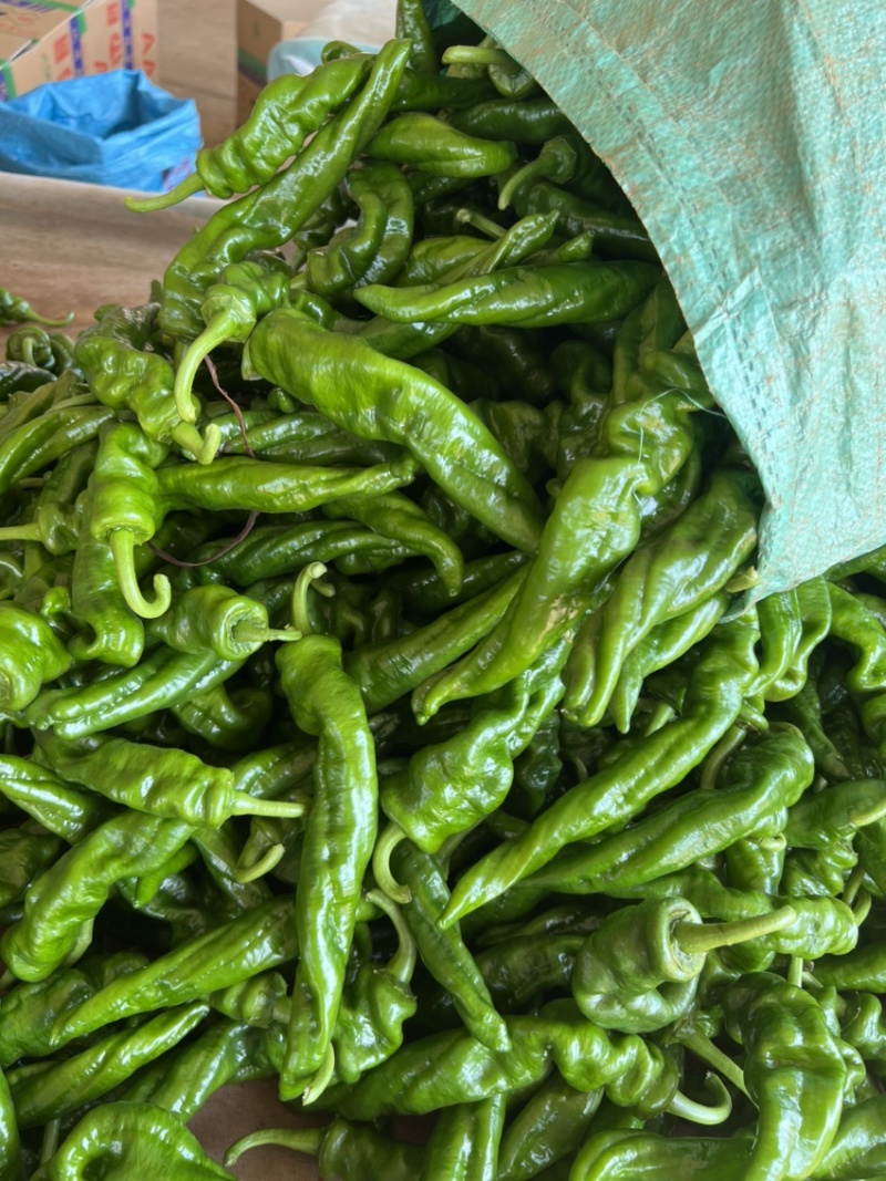 鲜辣椒，中陇椒，螺丝椒，品质保证，欢迎采购