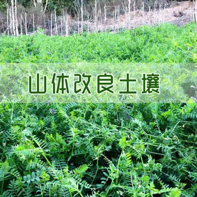 毛苕子种子果园绿肥种子养殖牧草蜜源毛叶紫花苕长柔毛野豌豆