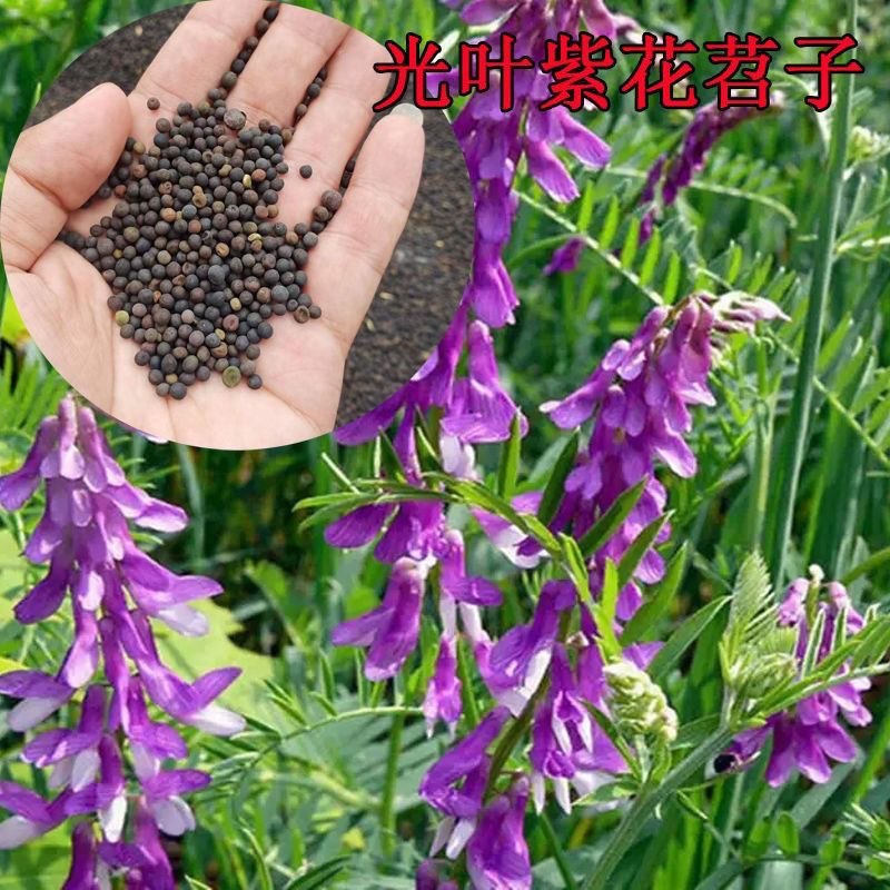 毛苕子种子果园绿肥种子养殖牧草蜜源毛叶紫花苕长柔毛野豌豆