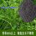 毛苕子种子果园绿肥种子养殖牧草蜜源毛叶紫花苕长柔毛野豌豆