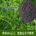 毛苕子种子果园绿肥种子养殖牧草蜜源毛叶紫花苕长柔毛野豌豆