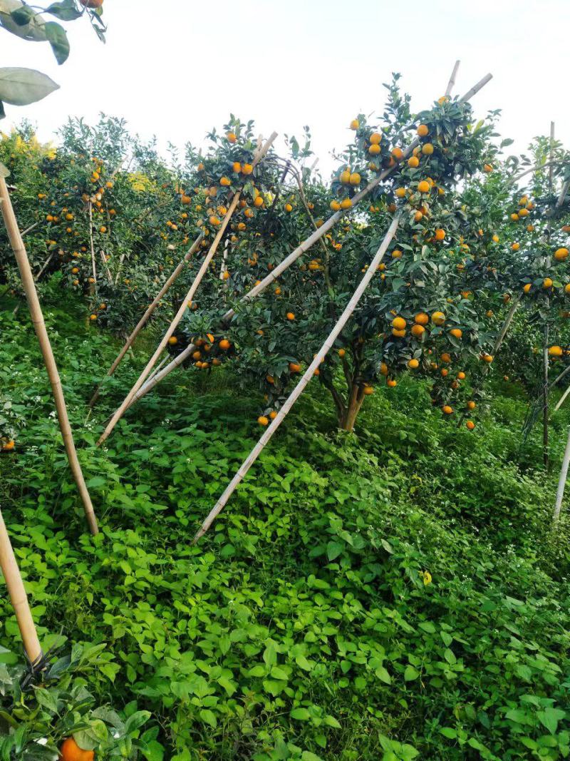广西壮族自治区南宁市上林县优质沃柑上市