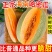 【热销产品】正宗海南哈密瓜25号晓蜜大量热销中