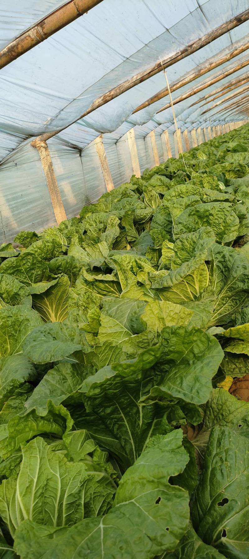 义和秋大白菜，质优价廉，产地直销，发往全国各地。欢迎订购