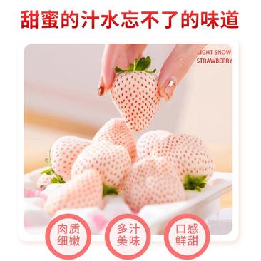 新鲜淡雪草莓天使草莓梦之莹白草莓