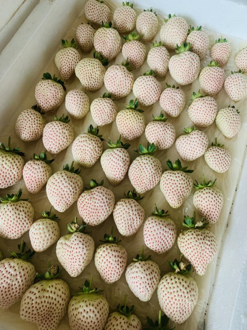 新鲜淡雪草莓天使草莓梦之莹白草莓