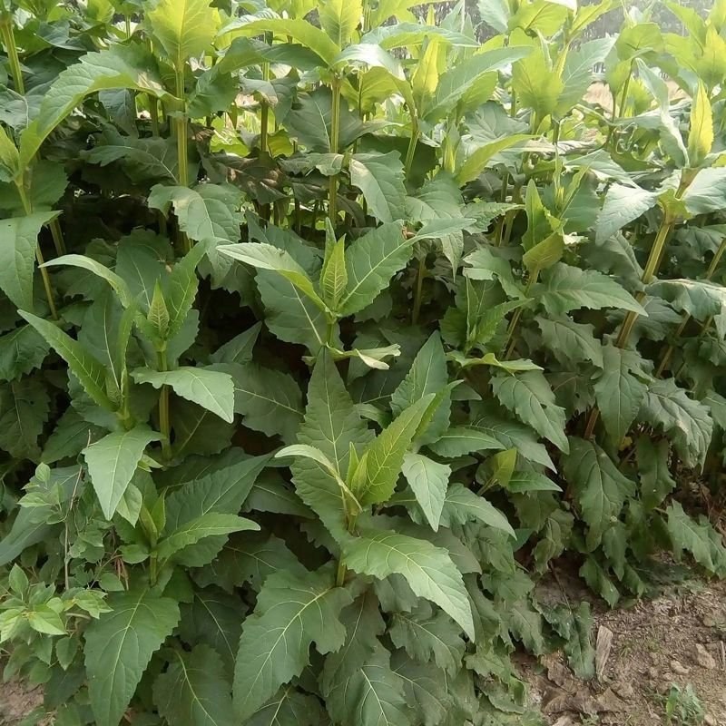 串叶松香草种子多年生牧草猪牛羊鹅食用华夏中华神菊教授菊种