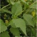 串叶松香草种子多年生牧草猪牛羊鹅食用华夏中华神菊教授菊种