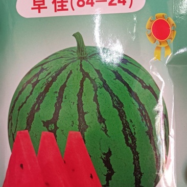 西瓜种子早佳84-24早熟中心含糖13度口感酥脆