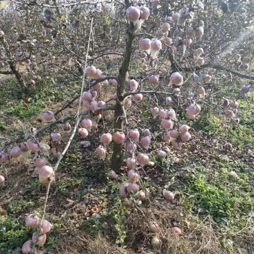 苹果