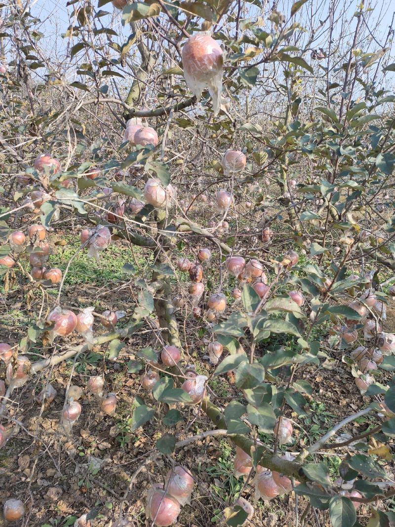 苹果