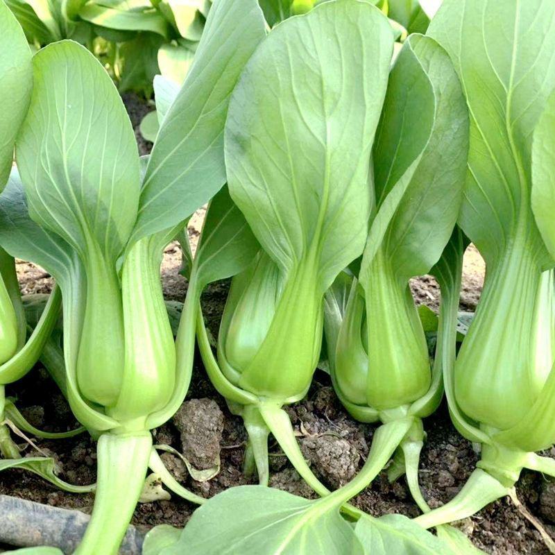 小白菜种子矮脚苏州青种子小青菜籽蔬菜种子油菜阳台园艺四季
