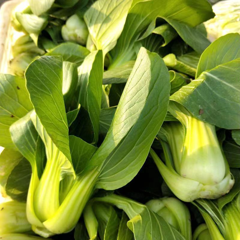 小白菜种子矮脚苏州青种子小青菜籽蔬菜种子油菜阳台园艺四季