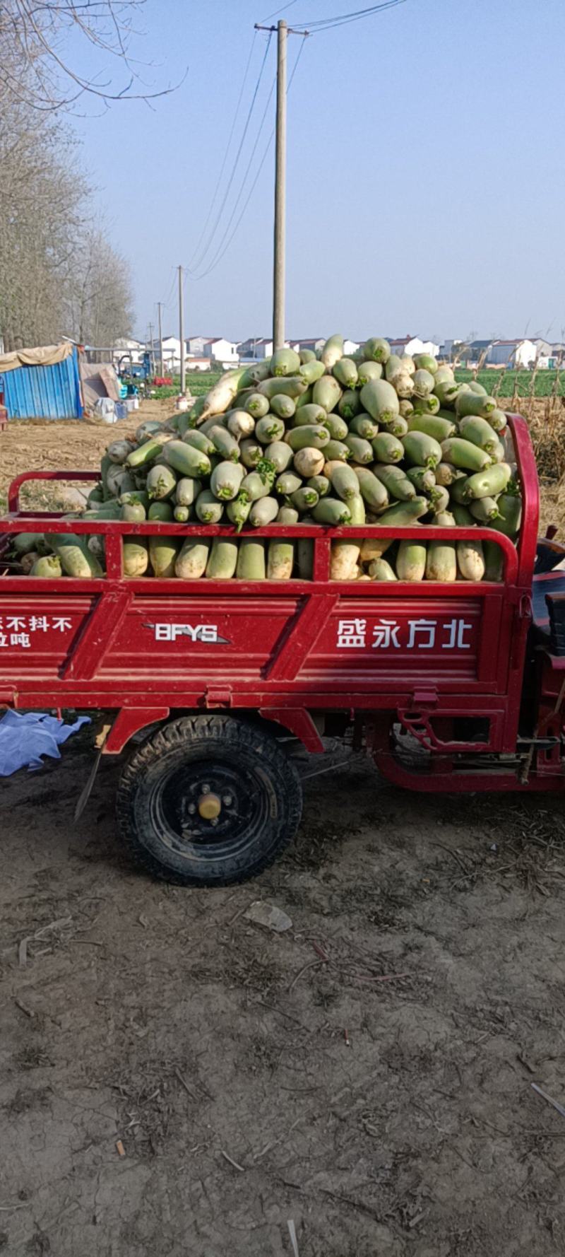 青萝卜今天收货价0.06分，欢迎欢迎