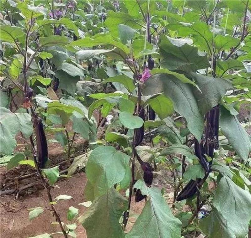 黑蛟龙当季长茄种子早熟高产抗病耐专用适广性强茄子种籽大田