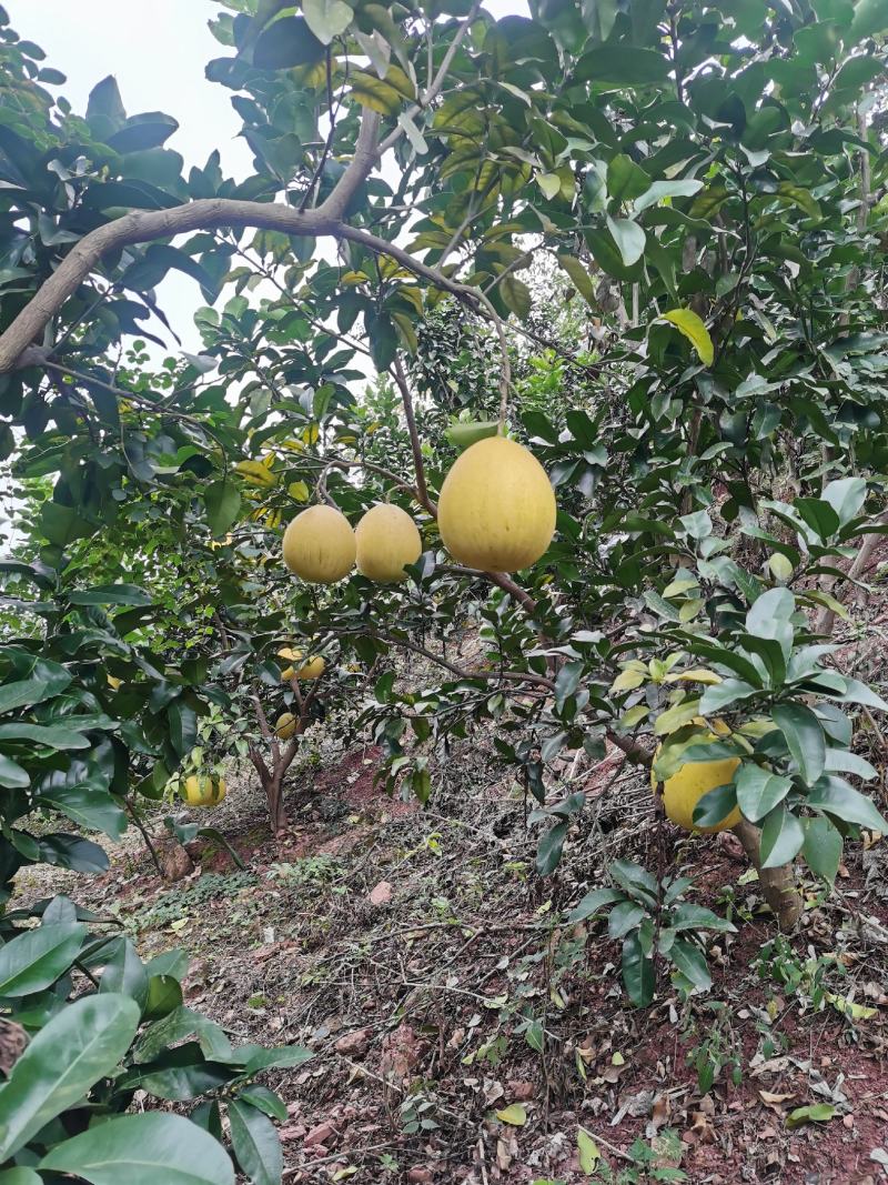 红心柚