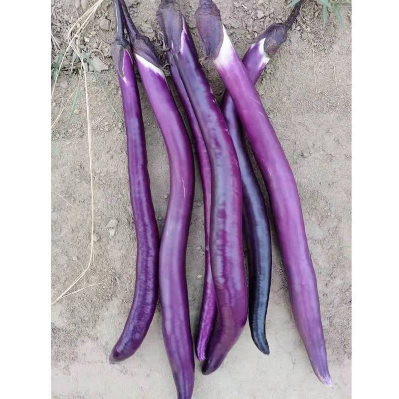 杭研紫红长茄种子高产早熟口感好超长线茄绵软四季种蔬菜种籽