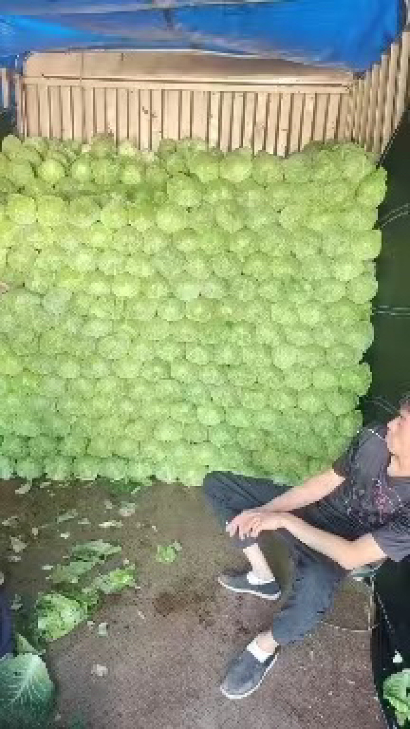 甘蓝圆白菜产地直发品质好货新品上市