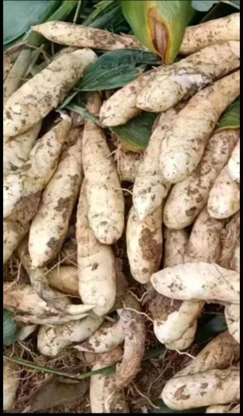 竹芋粉。冬薯粉。京东粉
