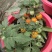 盆栽圣女果种植基地一盆可采多茬