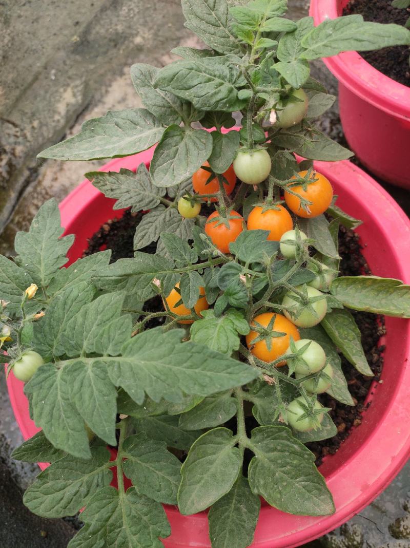 盆栽圣女果种植基地一盆可采多茬