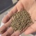 进口孜然碎颗粒新疆孜然碎颗粒