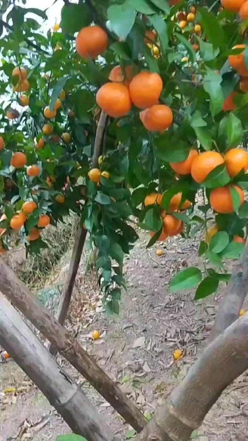 广西沙糖桔，产地一手货源，个头均匀，果面干净，货源充足
