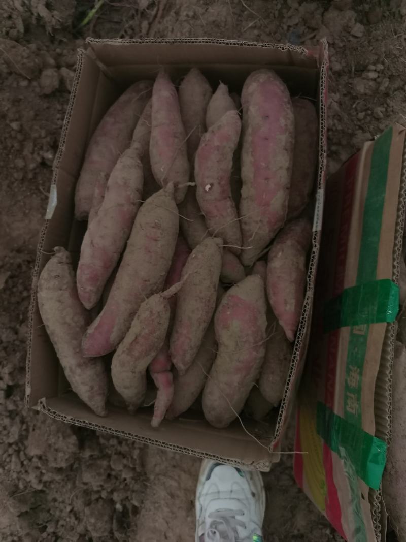 精品红瑶2--8两，香甜糯，糖度可达52度，