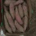 精品红瑶2--8两，香甜糯，糖度可达52度，