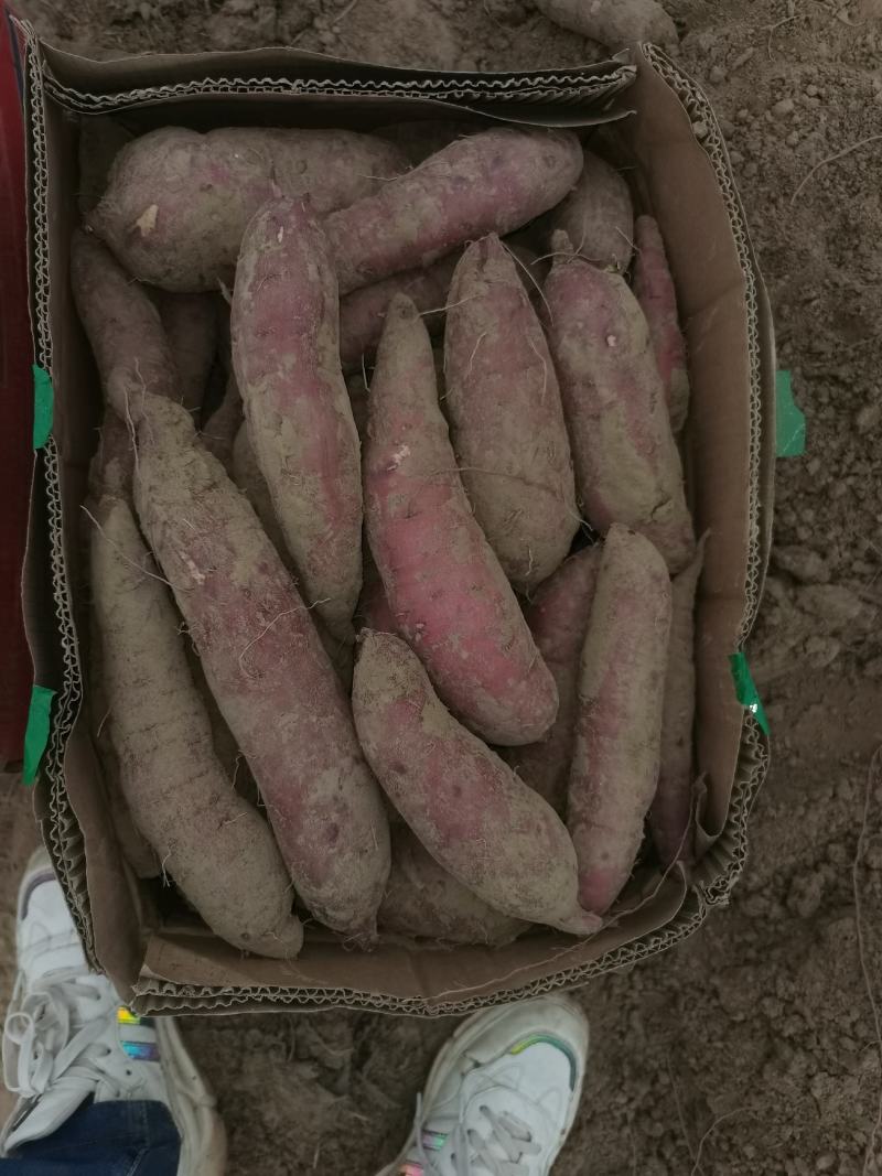 精品红瑶2--8两，香甜糯，糖度可达52度，