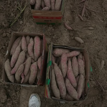 精品红瑶2--8两，香甜糯，糖度可达52度，