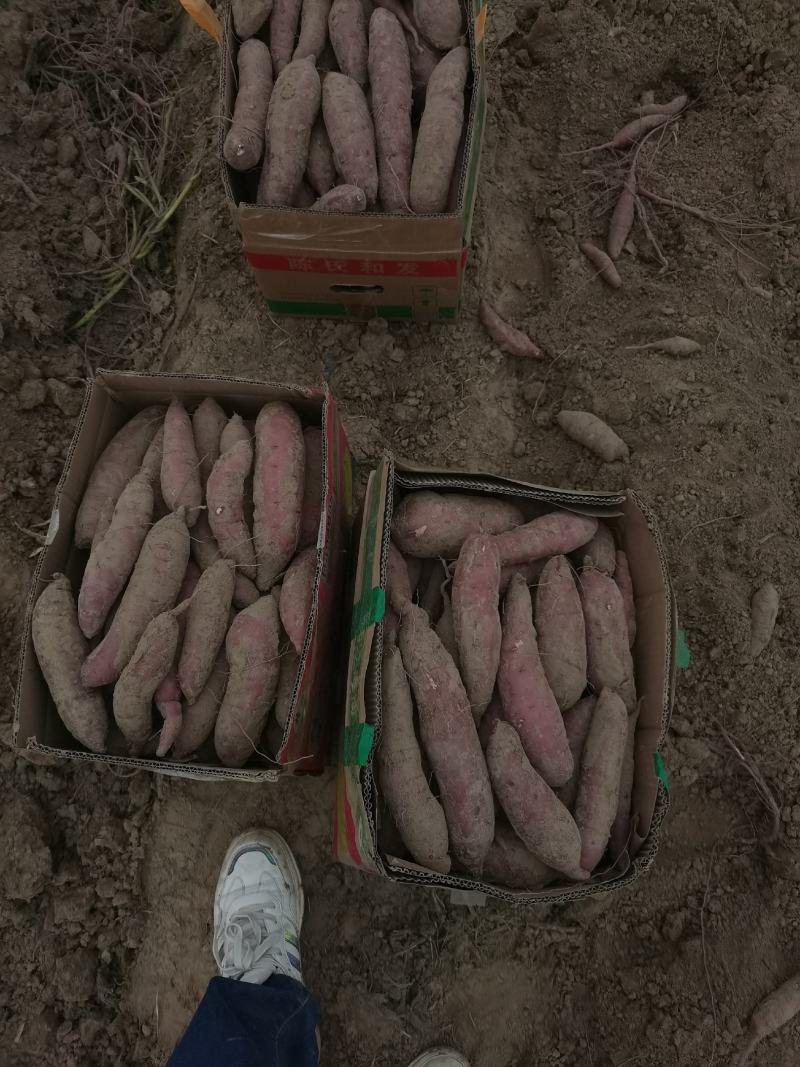 精品红瑶2--8两，香甜糯，糖度可达52度，
