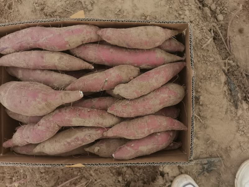 精品红瑶2--8两，香甜糯，糖度可达52度，
