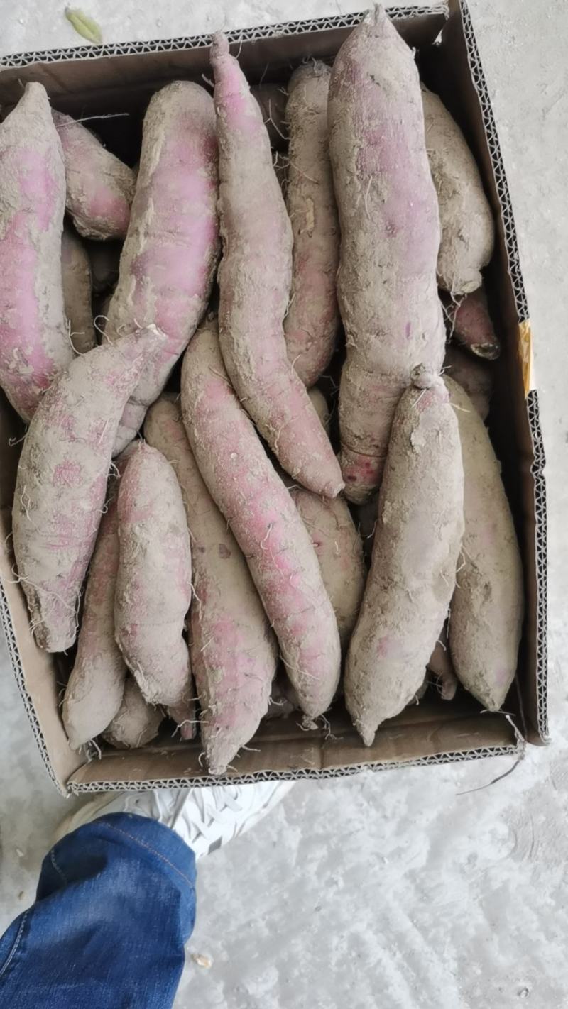 精品红瑶2--8两，香甜糯，糖度可达52度，